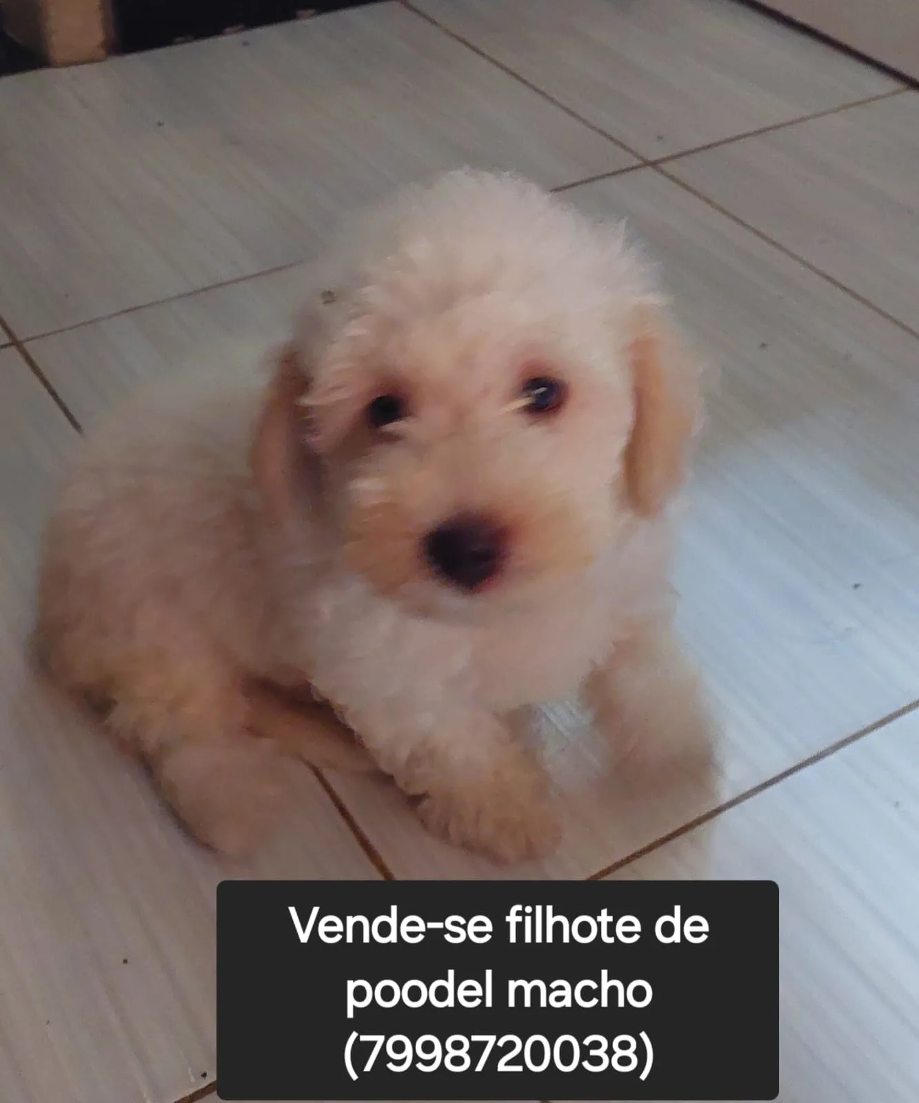 Foto do anúncio VENDE -SE PODEL MACHO