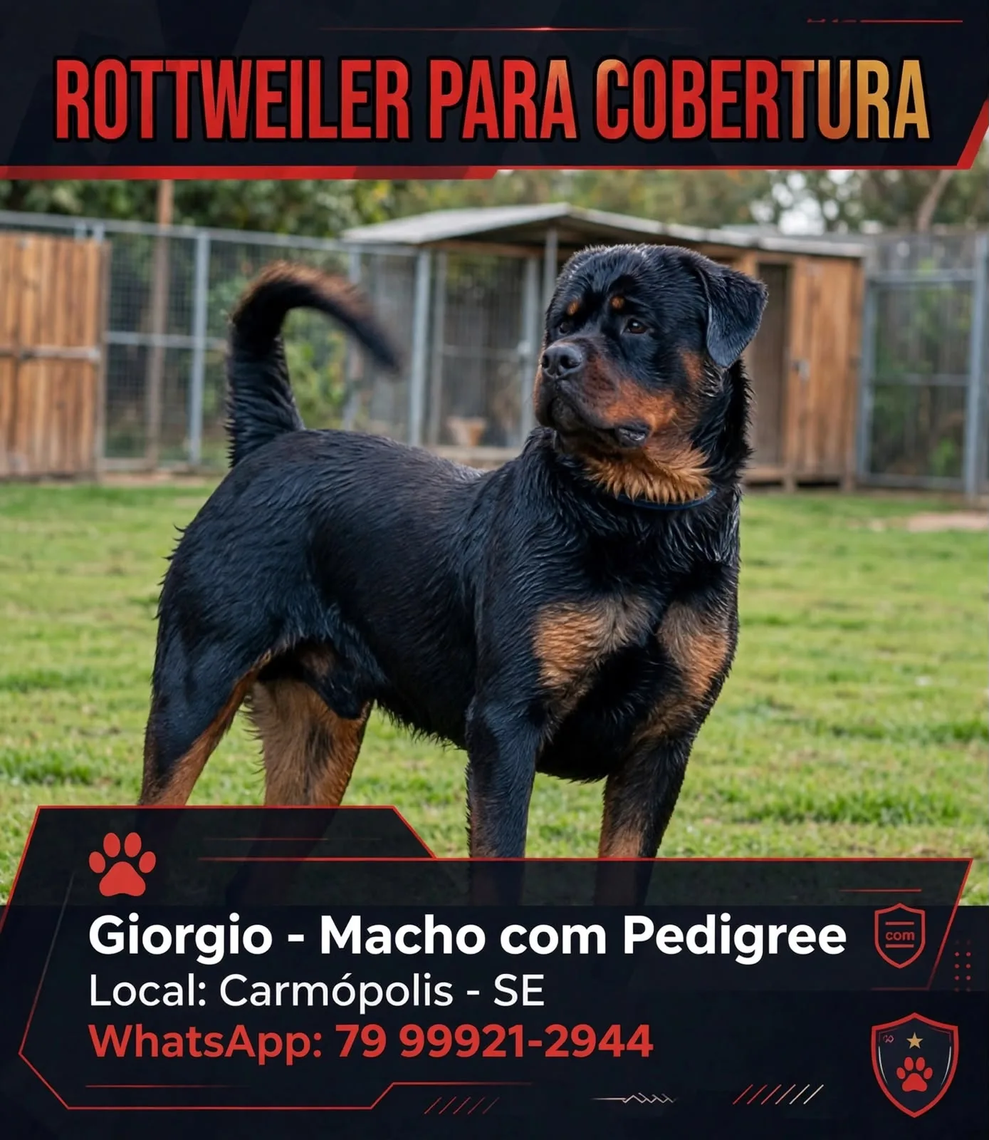 Foto 1 de Rottweiler Macho para Cobertura com Pedigree