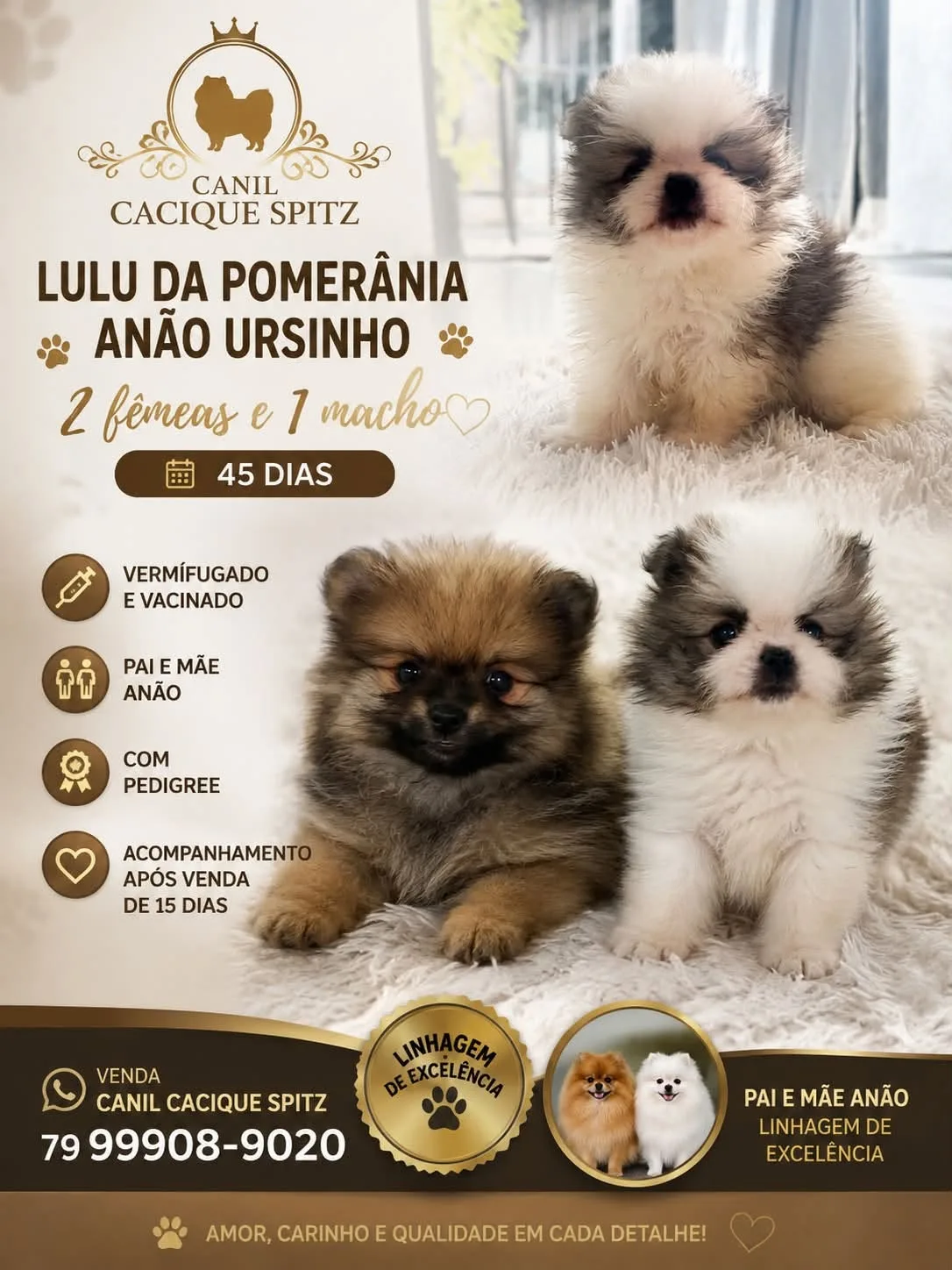 Foto do anúncio Filhotes de Lulu da Pomerânia Anão Ursinho
