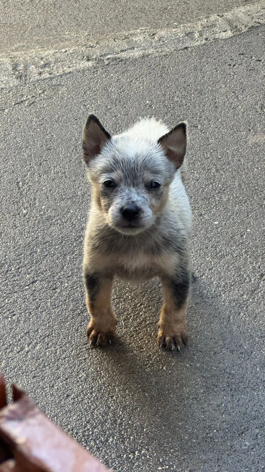 Foto 1 de Filhotes Blue Heeler (Boiadeiro Australiano)