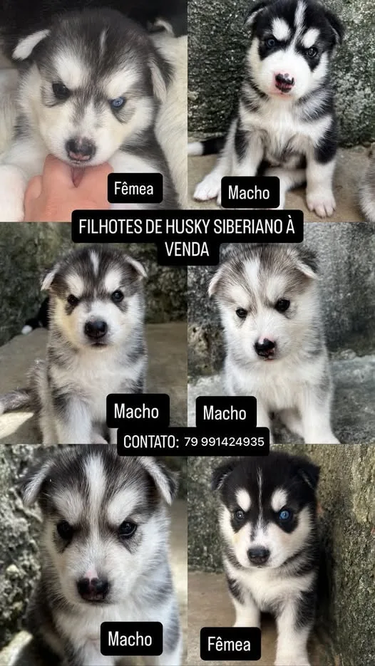 Foto do anúncio Filhotes de Husky Siberiano à venda